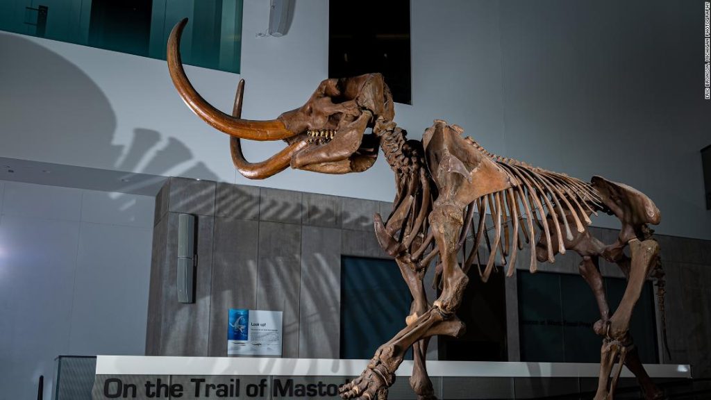 Fangzahn von Mastodon enthüllt Migrationsmuster in Nordamerika