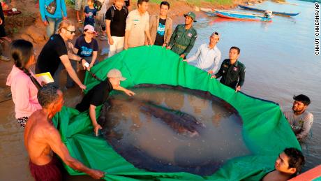 Forscher und Beamte bereiten sich darauf vor, riesige Süßwasserfische wieder in den Mekong freizusetzen.