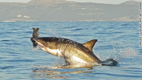 Ist der Weiße Hai wirklich aus den Gewässern von Kapstadt verschwunden?