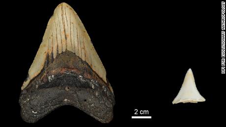 Fossile Zähne enthüllten, dass das Große Ei möglicherweise den größten Hai aller Zeiten ausgelöscht hat