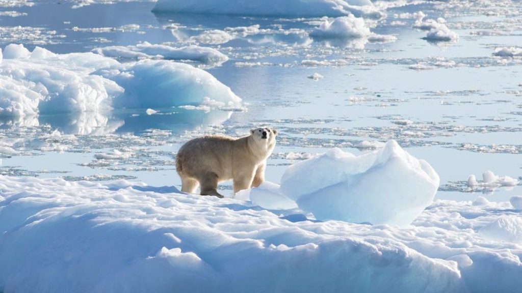 Die Entdeckung einer seltsamen und isolierten Gruppe von Eisbären in Grönland