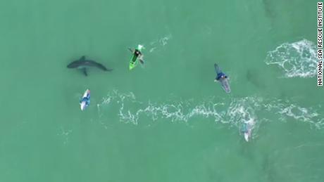 Drohnen-Videoshows von Surfern  Sehr nahe Begegnung mit dem Weißen Hai  