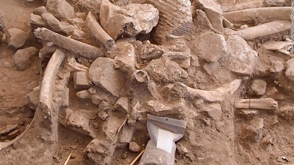 Mammutknochen zeigen Hinweise auf frühe Menschen in Nordamerika