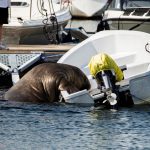 Freya, das 1.300 Pfund schwere versunkene Walrossboot in Norwegen, wurde eingeschläfert