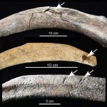 Entdeckung im Hinterhof von Paläontologen enthüllt Hinweise auf frühe Menschen in Nordamerika