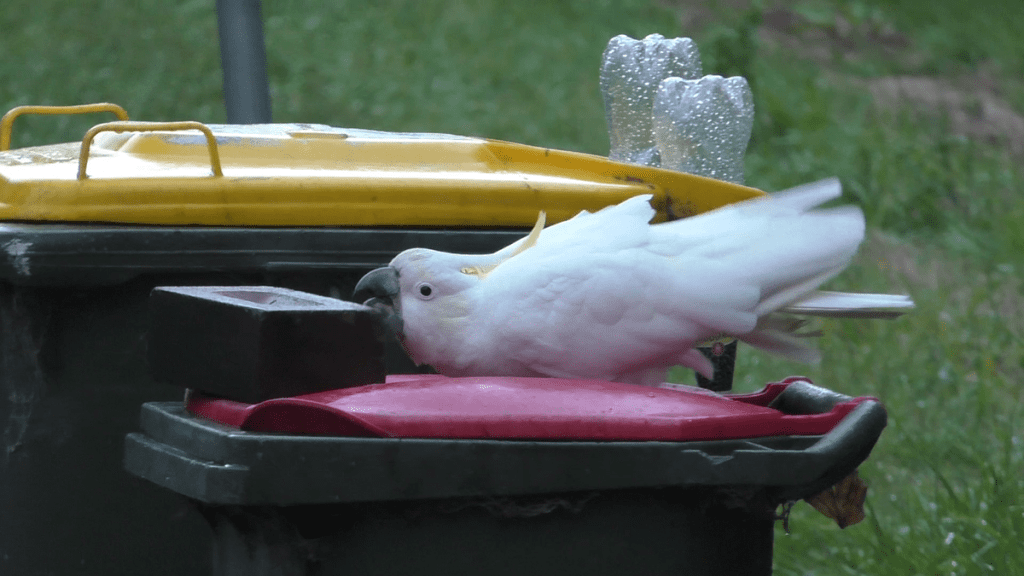 Menschen und Papageien in einem „Wettrüsten“ um Müll in Sydney