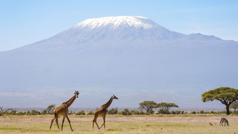 Die UNESCO berichtet, dass die Gletscher des Kilimandscharo in Tansania in den nächsten Jahrzehnten verschwinden werden.