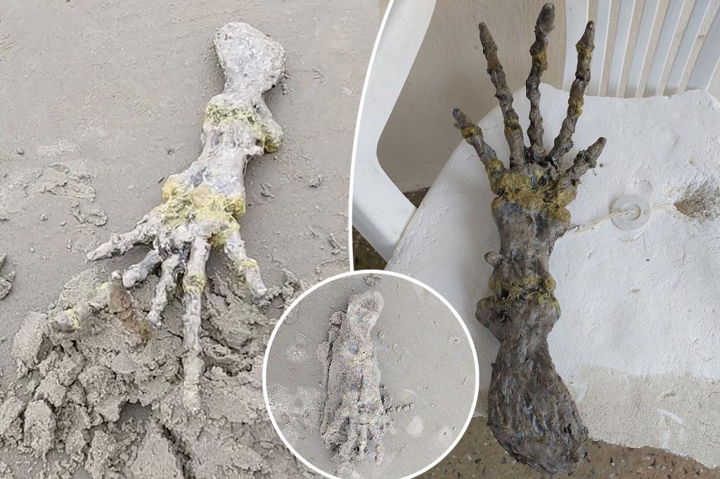 Ein schockiertes Paar entdeckt am Strand eine „Alien-Hand“: „Sie sehen aus wie ETs Knochen!“