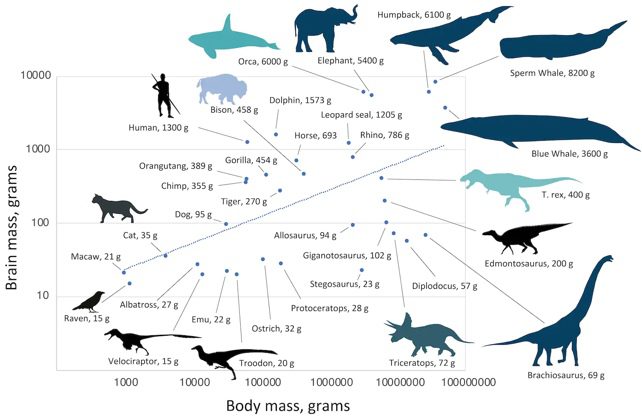 Diagramm der Gehirngröße im Vergleich zur Körpermasse für Dinosaurier, Säugetiere und Vögel