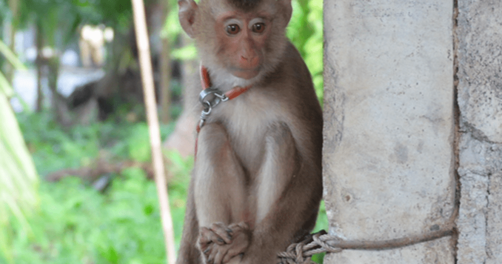 HelloFresh wird vorgeworfen, Kokosmilch zu verwenden, die aus der Arbeit von Affen stammt